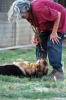cani_canile051_040612