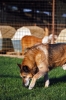 cani_canile053_040612