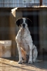 cani_canile056_040612