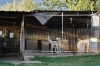 cani_canile057_040612