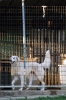 cani_canile058_040612