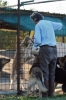 cani_canile063_040612