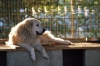 cani_canile066_040612
