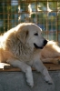 cani_canile067_040612