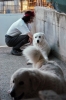 cani_canile069_040612