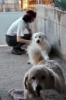 cani_canile070_040612