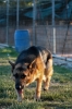 cani_canile073_040612