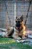 cani_canile074_040612
