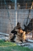 cani_canile075_040612