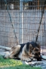 cani_canile077_040612