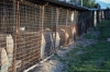 cani_canile080_040612