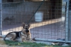 cani_canile081_040612