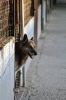 cani_canile084_040612
