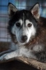 cani_canile087_040612