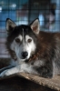 cani_canile088_040612