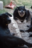 cani_canile090_040612