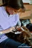 dentista_animali061