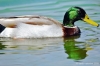 germano033