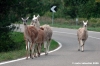 lama_badia_montemuro2