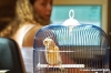 pappagallo2