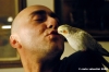 pappagallo6