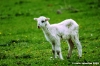 pecora_agnello04