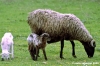 pecora_agnello05