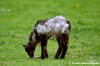 pecora_agnello10