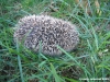 riccio2