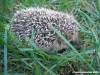 riccio3