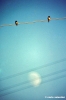 rondine663_26