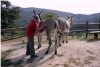 tommaso_cornacchino2