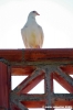 trasimeno_polvese020