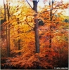 pola_861101